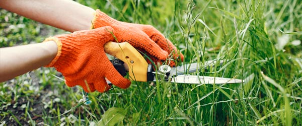afilado tijera jardineria